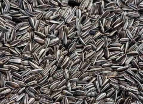 تصویر 4 از خرید و فروش تخمه دور سفید ایرانی با شرایط فوق العاده